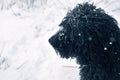 Black briard french shepherd dog in snow