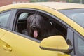 Black briard sits inside car for guarding.