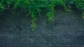 Black brick wall with green plants, in the old town of Wuzhen, Zhejiang, China Royalty Free Stock Photo