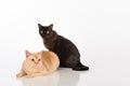 Black and Bright Brown Burmese cats Couple. Isolated on white background