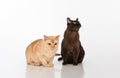 Black and Bright Brown Burmese cats Couple. on white background