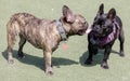 Black and Brindle Frenchie female puppies socializing