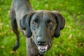 Black Brindle Hound Labrador Retriever Mix Panting Royalty Free Stock Photo