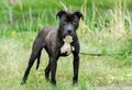 Black and Brindle Pitbull mixed breed dog