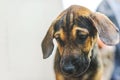 The black brindle puppies stared ahead, A close-up shot of a small dog for the background