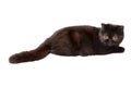 Black british cat