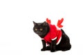 black british shorthair cat in christmas vest and horns