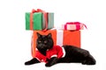 black british shorthair cat in christmas vest looking away near gift boxes