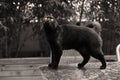 Black British Shorthair puss Royalty Free Stock Photo