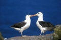 Black-Browed Albatros, diomedea melanophris, Pair Courting, Drake Passage in Antarctica