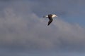 Black-browed Albatros ( Thalassarche melanophris ) or Mollymawk Helgoland Island Germany