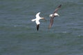 Black-browed Albatros ( Thalassarche melanophris ) or Mollymawk Helgoland Island Germany