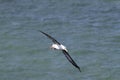 Black-browed Albatros ( Thalassarche melanophris ) or Mollymawk Helgoland Island Germany