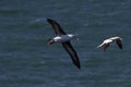 Black-browed Albatros ( Thalassarche melanophris ) or Mollymawk Helgoland Island Germany