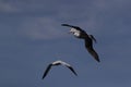 Black-browed Albatros ( Thalassarche melanophris ) or Mollymawk Helgoland Island Germany