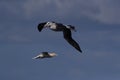 Black-browed Albatros ( Thalassarche melanophris ) or Mollymawk Helgoland Island Germany