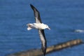 Black-browed Albatros ( Thalassarche melanophris ) or Mollymawk Helgoland Island Germany