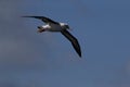 Black-browed Albatros ( Thalassarche melanophris ) or Mollymawk Helgoland Island Germany