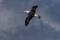 Black-browed Albatros ( Thalassarche melanophris ) or Mollymawk Helgoland Island Germany