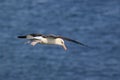 Black-browed Albatros ( Thalassarche melanophris ) or Mollymawk Helgoland Island Germany