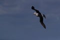 Black-browed Albatros ( Thalassarche melanophris ) or Mollymawk Helgoland Island Germany Royalty Free Stock Photo