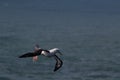 Black-browed Albatros ( Thalassarche melanophris ) or Mollymawk Helgoland Island Germany