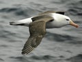 Black-browed albatross Royalty Free Stock Photo
