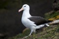 Black-browed Albatross - Adult Royalty Free Stock Photo