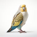 Budgerigar Painting On White Background With Black-browed Albatross