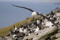 Black-browed Albatross Approach