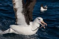 Black Browed Albatross in Australasia Royalty Free Stock Photo