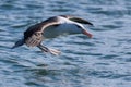 Black Browed Albatross in Australasia Royalty Free Stock Photo