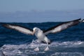 Black Browed Albatross in Australasia Royalty Free Stock Photo