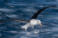 Black Browed Albatross in Australasia Royalty Free Stock Photo