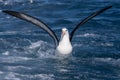 Black Browed Albatross in Australasia Royalty Free Stock Photo