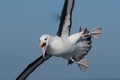 Black Browed Albatross in Australasia Royalty Free Stock Photo