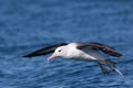 Black Browed Albatross in Australasia Royalty Free Stock Photo