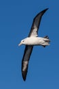 Black Browed Albatross in Australasia Royalty Free Stock Photo