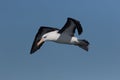 Black Browed Albatross in Australasia Royalty Free Stock Photo