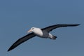 Black Browed Albatross in Australasia Royalty Free Stock Photo