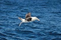 Black Browed Albatross in Australasia Royalty Free Stock Photo