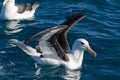 Black Browed Albatross in Australasia Royalty Free Stock Photo