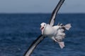 Black Browed Albatross in Australasia Royalty Free Stock Photo