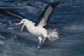 Black Browed Albatross in Australasia Royalty Free Stock Photo