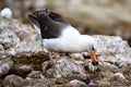 Black-browed Albatross bird - Diomedeidae - building a new nest on New Island, Falkland Islands Royalty Free Stock Photo