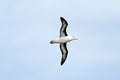 Black-browed Albatross bird - Diomedeidae - flying over Falkland Islands Royalty Free Stock Photo