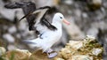 Black-browed Albatross bird - Diomedeidae - landing on rocks on New Island, Falkland Islands Royalty Free Stock Photo