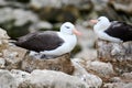 Black-browed Albatross bird - Diomedeidae - sitting on nest warming the chick on New Island, Falkland Islands