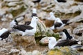 Black-browed Albatross birds - Diomedeidae - in breeding season in colony on New Island, Falkland Islands Royalty Free Stock Photo