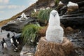 Black-browed Albatross chick sitting in its mud cup nest in Falkland Islands Royalty Free Stock Photo